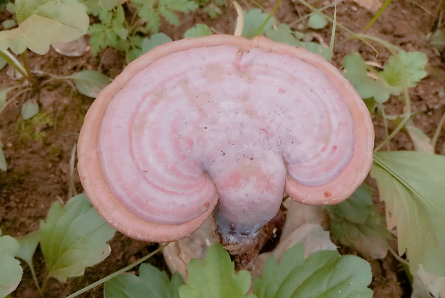 1588084491802327.png 1588084491802327.png