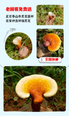 【老顾客专享福利】免费领取赤灵芝菌棒