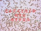 灵芝孢子粉破壁率多少是好？破壁灵芝孢子粉哪家好？