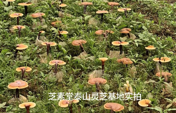 头道灵芝孢子粉是怎么回事？ 头道灵芝孢子粉更好吗？