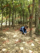 芝素堂泰山灵芝基地林下芝实拍（2019年6月）